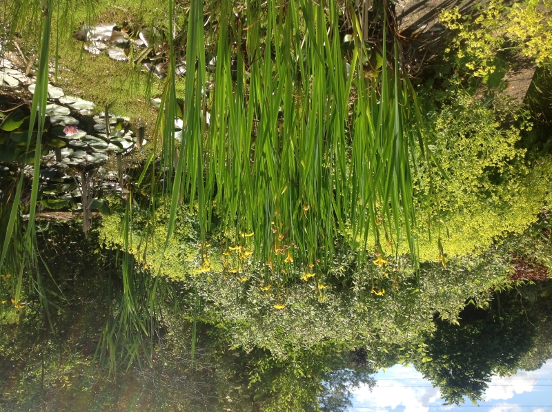 Netherwitton Village Gardens